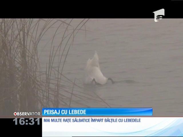 „Lacul lebedelor” chiar există în România! Lângă Deva, înaripatele împart luciul apei şi cu raţe sălbatice