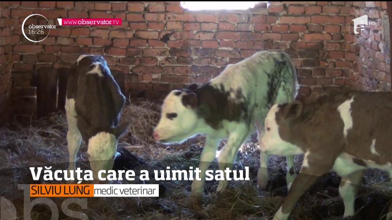 S-a întâmplat într-un sat din Maramureş. Au avut un ȘOC atunci când au vazut ce a fătat vacă! Nimeni nu găsește o explicație pentru asta!