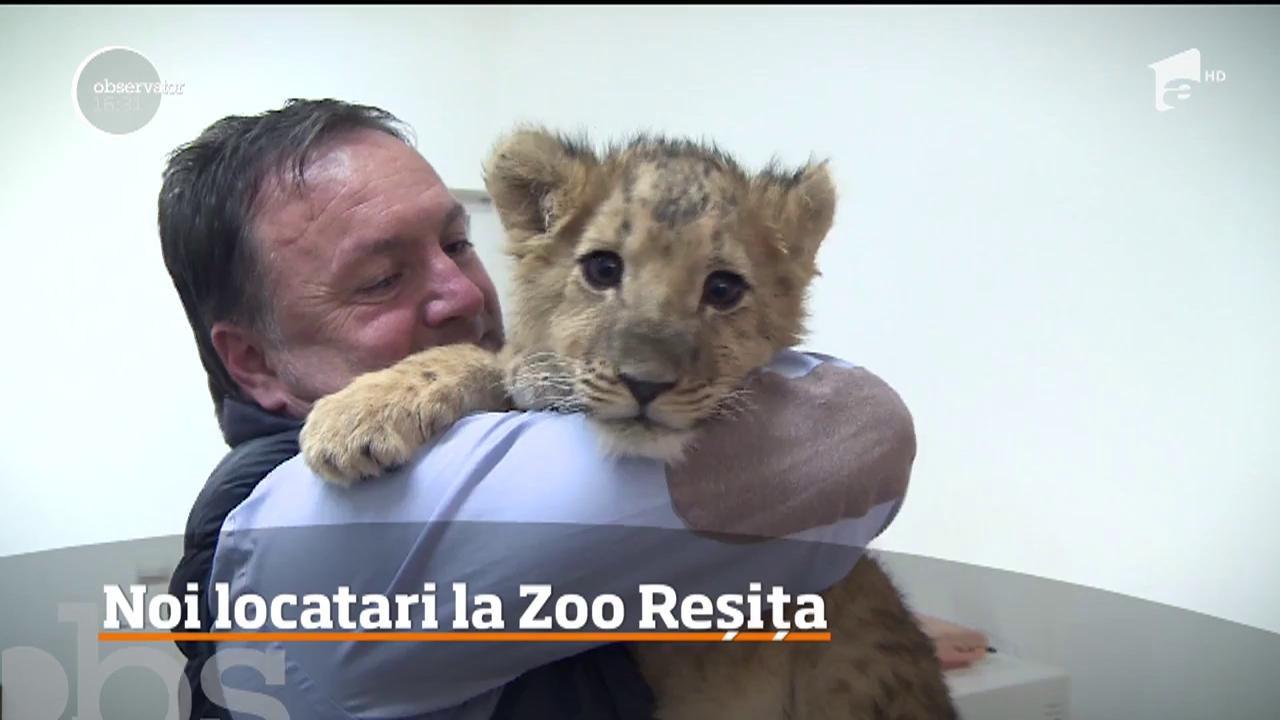 Grădina Zoologică din Reșița își mărește familia cu 3 animăluțe adorabile! 2 pui de leu și 1 măgăruș alb cu ochi albaștri au cucerit inimile tuturor