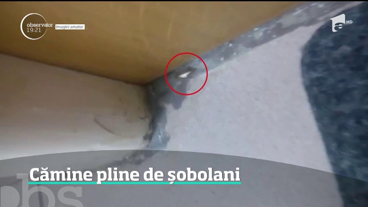 Condiții inumane! Studenții din căminele Universității București trăiesc printre gândaci și șobolani. Imagini înfiorătoare!