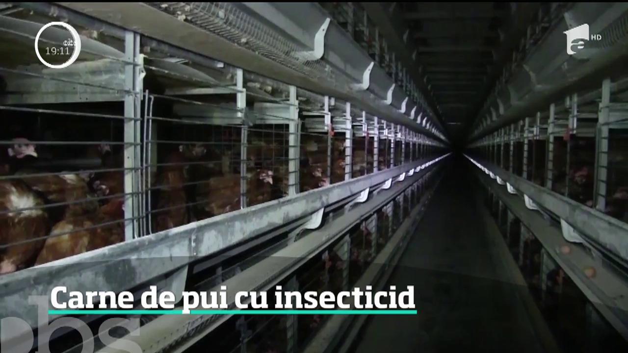Alertă alimentară în România! Inspectorii sanitari au descoperit că şi carnea găinilor de la ferma din Scorniceşti este contaminată cu fipronil