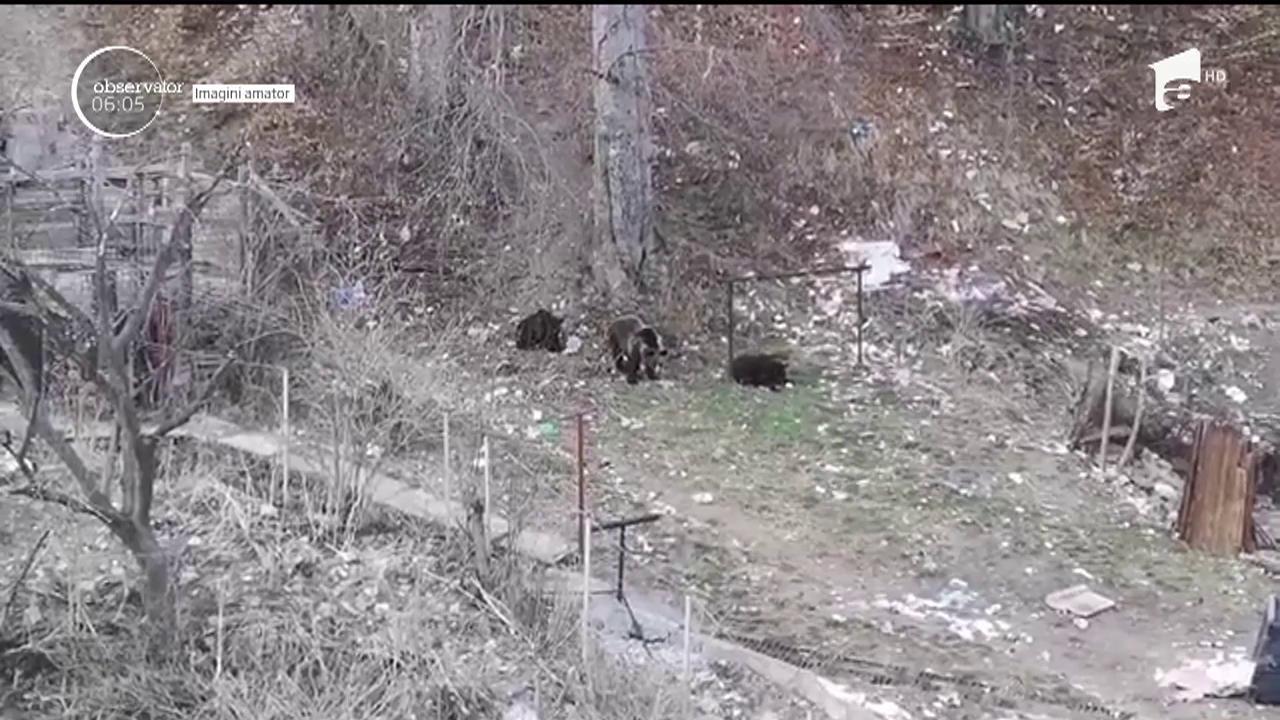 Doi copii filmați în timp ce se joacă lângă o ursoaică înfometată. Vecinii au început să strige disperați