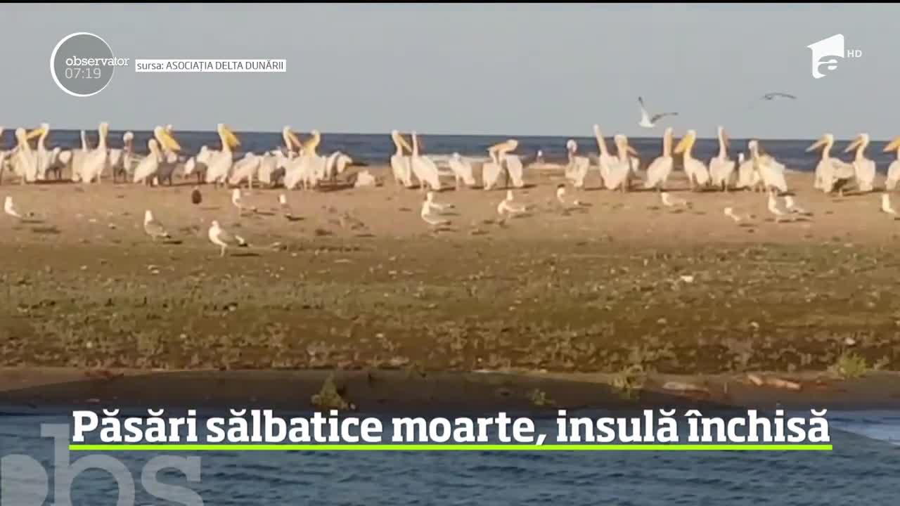 Alertă pe Dunăre! Zeci de păsări au murit în mod inexplicabil! Ce se întâmplă în zonă