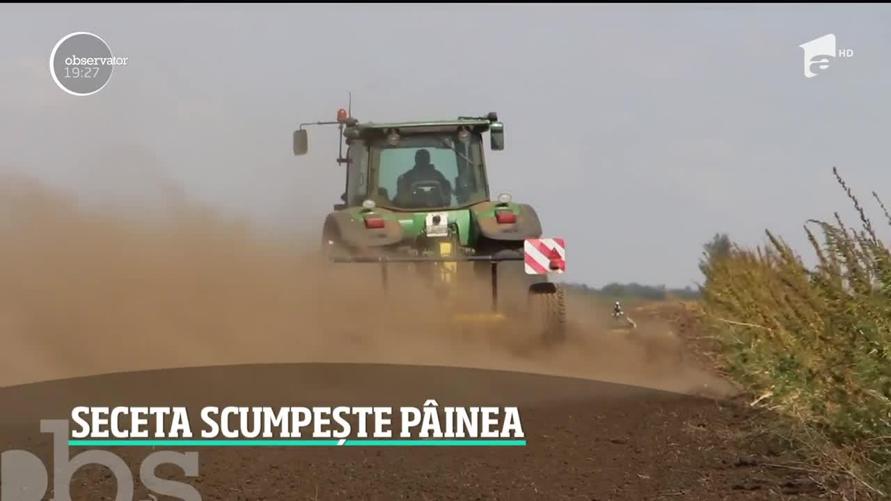 Trei sferturi din România este afectată de secetă. Cu cât o să se scumpească pâinea