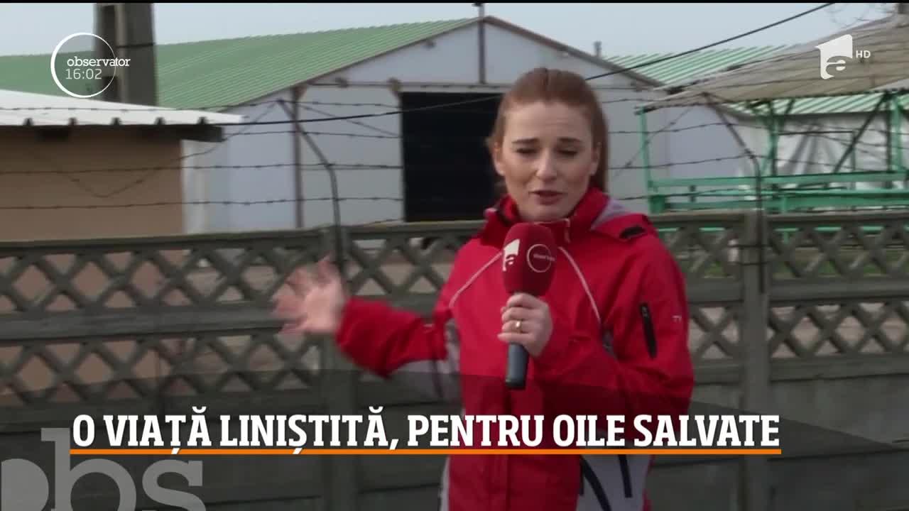 Oile care au supraviețuit naufragiului din Portul Midia au ajuns într-o fermă de lângă București: ”Vor avea condiții nemaivăzute!”