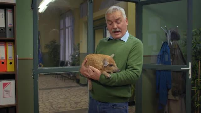 Primarul Stelu primește o lovitură neașteptată! Mascota orașului Mangalița, porcul Steluțu, a fost răpit
