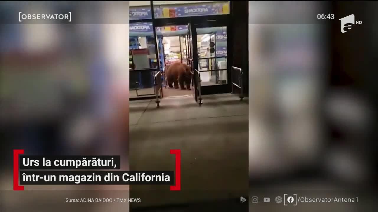 Urs la cumpărături! Ce a făcut animalul „civilizat”, într-un magazin, i-a lăsat mască pe angajați! VIDEO
