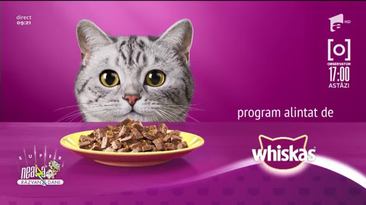 Pisicile sunt familie, concurs alintat de Whiskas. Cine a câștigat