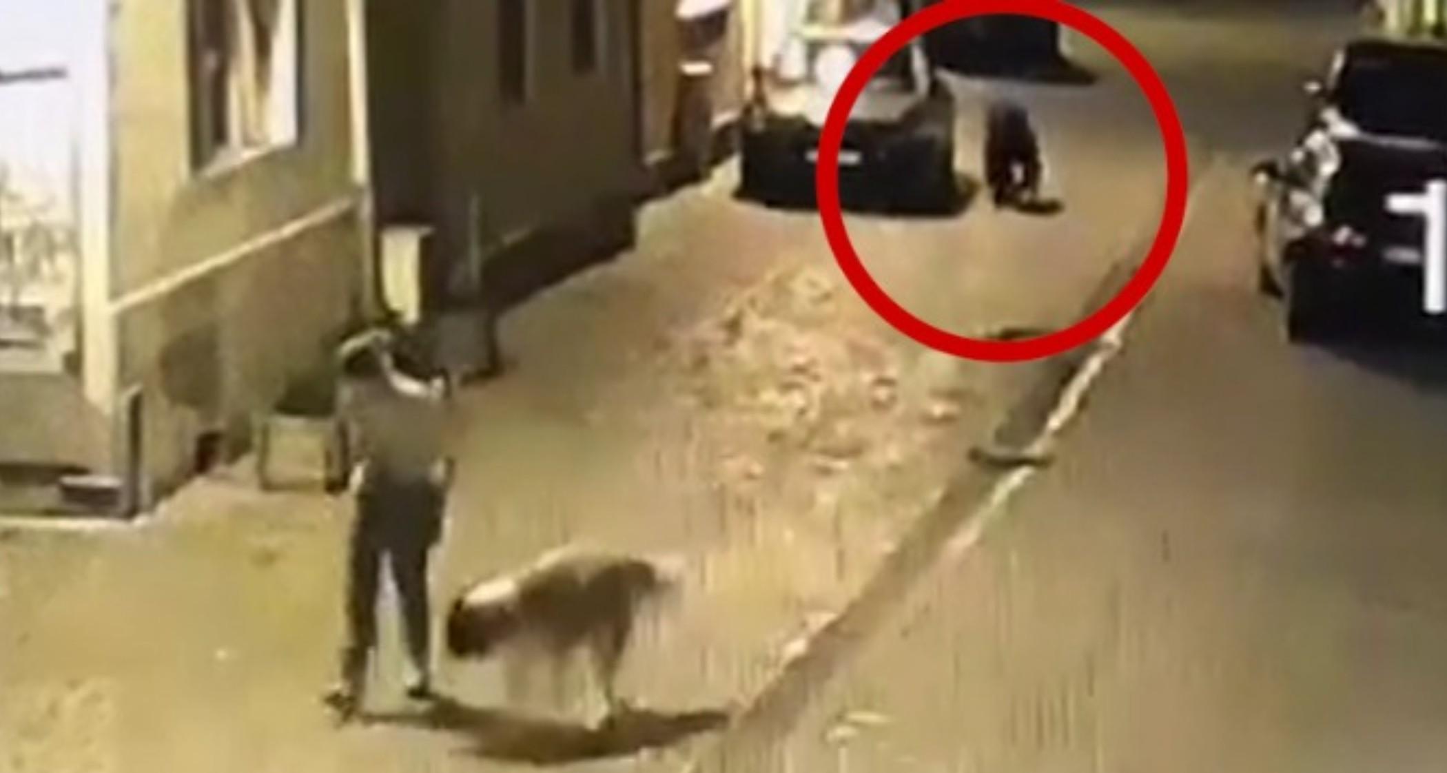 O femeie și câinele ei, urmăriți de urs pe o stradă din Brașov. Ce au surprins camerele de filmat, chiar în centrul orașului