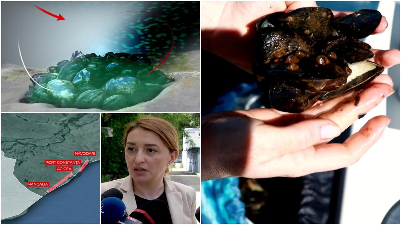 Pericol în Marea Neagră. Midiile și rapanele au fost scoase de pe piață. Ce nereguli s-au găsit