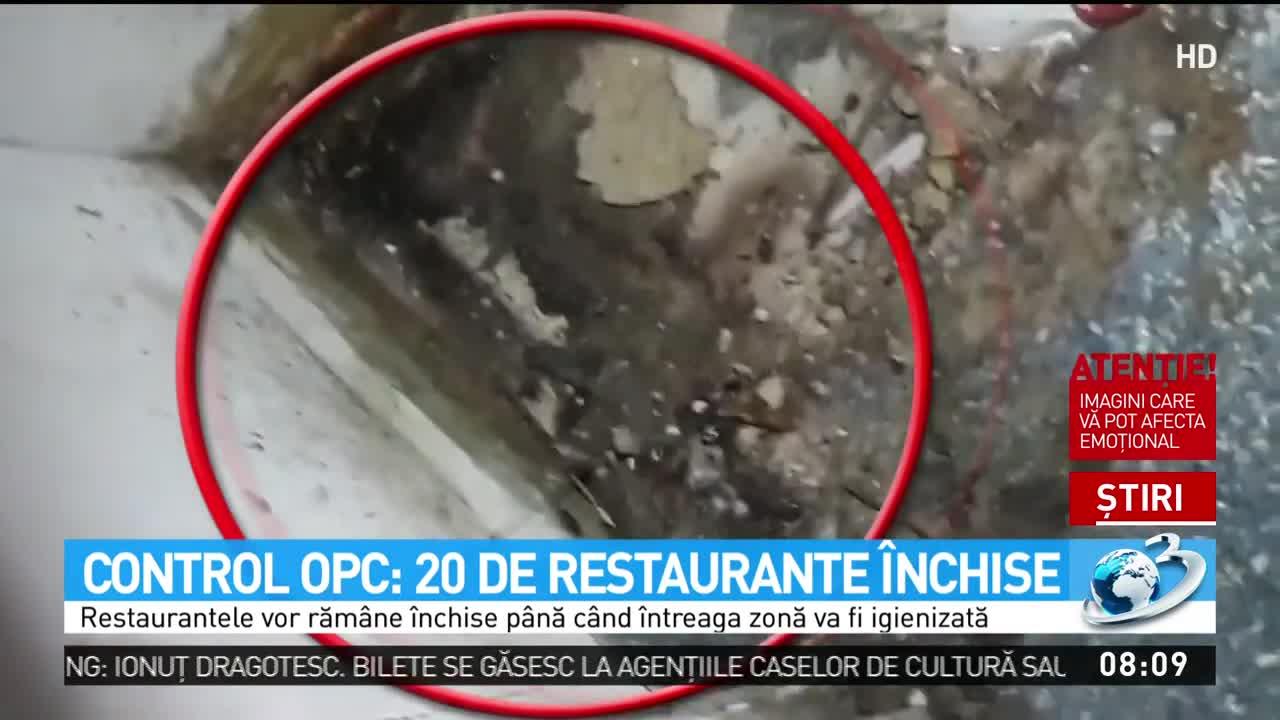 Video. Colonii întregi de gândaci, găsite în zona de restaurante a unui mall din Cluj-Napoca. Inspectorii OPC, măsuri drastice