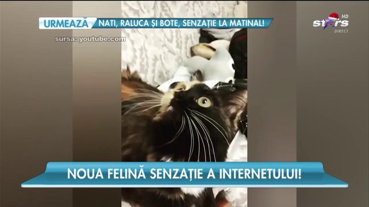 Pisica la care toți se uită hipnotizați! Are cea mai bizară față din lume!