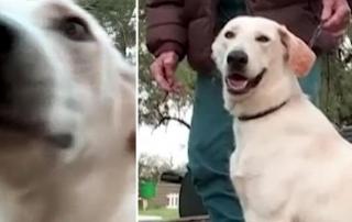 Un câine și-a împușcat stăpâna! Cum s-a întâmplat totul