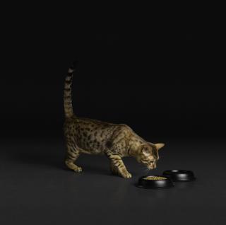 Nutriția pisicilor. Ce alegeri facem pentru o felină sănătoasă și bine hrănită