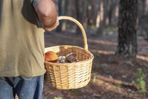 Un bărbat se plimba prin pădure în căutare de ciuperci atunci când a făcut o descoperire înfricoșătoare. Peste ce a dat