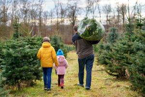 Cât costă un brad natural în noiembrie 2024. Comercianții au scos la vânzare pomii pentru Crăciun