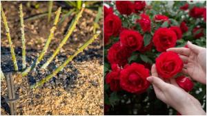 Trandafirii au nevoie de îngrijire în luna martie! Ce se pune la rădăcină pentru flori frumoase și bogate