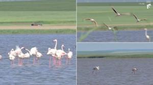 Păsările Flamingo au revenit în România. Unde s-a stabilit colonia de această dată. Spectacol inedit în țara noastră