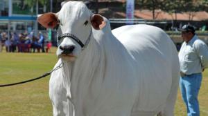 „Este aproape de perfecțiune” Motivul pentru care o vacă este păzită de gărzi înarmate și camere de supraveghere
