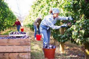 Pomii fructiferi pe care trebuie să-i plantezi toamna în livadă. Se spune că aduc bogăție și noroc pe toate planurile