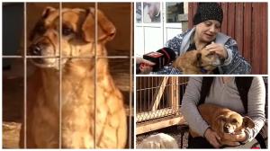 Povestea lui Marinel, cățelul care a fost returnat la adăpost, la 5 ani de la adopție. Micuțul și-a găsit o nouă stăpână