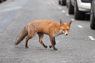 Ce a făcut un bucureștean, atunci când a dat nas în nas cu o vulpe! S-a întâmplat în Sectorul 6. A filmat totul