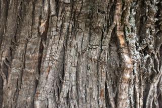 Iluzie optică virală! Găsește pasărea camuflată pe trunchiul unui copac. Unde se află vietatea, de fapt