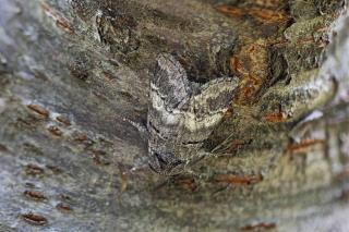 Iluzie optică virală! Privește poza și descoperă unde se află fluturele din imagine. Unde este insecta, de fapt