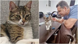 Ce se întâmplă cu Jessy, celebra pisică de la Primăria Sectorului 6. Ciprian Ciucu a decis soarta ei