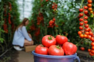 Prețul primelor roșii românești din piețe îi iau prin surprindere pe cumpărători. Cu ce preț se vinde un kilogram anul acesta