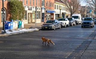 Surpriză de proporții lângă Muzeul Antipa din Capitală. Trei vulpi surprinse în centrul orașulul. Ce spun specialiștii