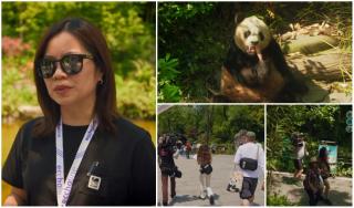 Ce obstacole a întâmpinat echipa Asia Express pentru a filma urșii panda în China. Li s-a spus că este imposibil, dar au reușit