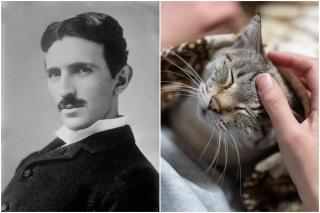 De ce era Nikola Tesla atât de fascinat de pisici. Ce a descoperit când a mângâiat una și cum i-a schimbat viața