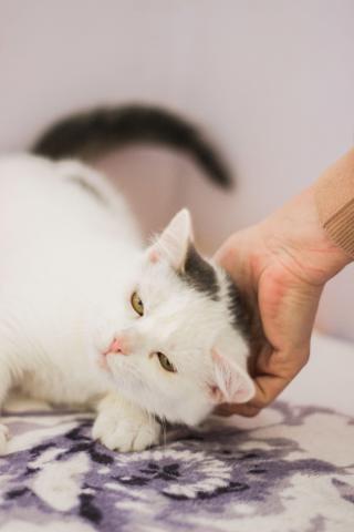 De ce pisica te urmărește peste tot prin casă