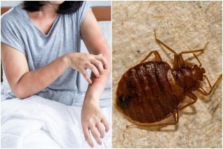 Semnele care îți arată că ai ploșnițe de pat în casă. Unde se ascund și cum poți scăpa de ele