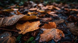 Vremea se schimbă în România, în săptămâna 26 octombrie – 1 noiembrie. Ploi abundente și temperaturi în scădere