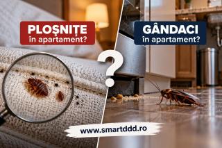 (P) Ploșnițe sau gândaci în apartament? Cum identifici corect problema și ce măsuri trebuie să iei | SmartDDD