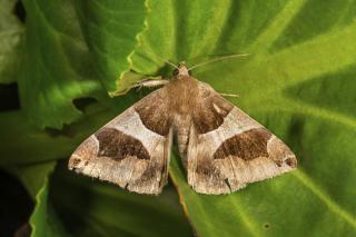 Iluzie optică virală! Privește atent fotografie și găsește fluturele în cel mult 10 secunde. Unde se află insecta, de fapt