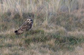 Iluzie optică virală! Privește poza și descoperă unde se află bufnița, de fapt. Pasărea nu e deloc ascunsă. Care e răspunsul