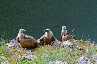 Vulturii s-au întors în România după 70 de ani de absență. Unde se află primele exemplare de vulturi suri la noi în țară