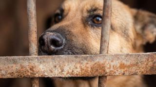 Imagini copleșitoare cu salvarea câinilor de la adăpostul ASPA IVETS din Uzunu! Reacțiile animalelor, când au apărut salvatorii