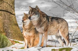 Bărbatul care a fost crescut de lupi într-o peșteră timp de 12 ani. Cum arată și ce a dezvăluit despre experiența lui