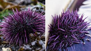 Creatura țepoasă descoperită în mare. Ce e specia care i-a uimit pe cercetători