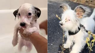 A adoptat un câine crezând că urechile îi vor ramane 