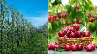 O fermă din Cluj a aprins 4.000 de lumânări ca să salveze cireșii de la îngheț: „Am dat foc la 40.000 de euro”