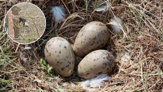 Un bucureștean care a distrus cuiburi de pescăruși aflate pe un bloc s-a ales cu dosar penal. Ce pedeapsă riscă să primească