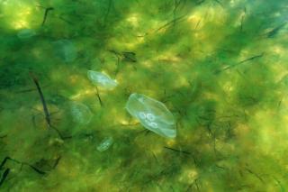 Creatura bizară cu 24 de ochi i-a uimit pe cercetători. Cum arată și unde a fost descoperită