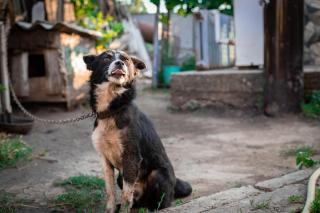 Câinii nu vor mai putea fi ținuți în lanț. Ce pățesc proprietarii care nu respectă noile reguli adoptate la nivel european