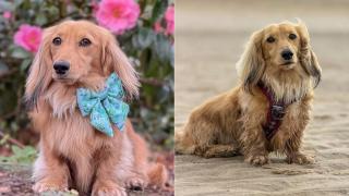 Wilson e câinele care își întreține întreaga familie. Ce sumă câștigă lunar patrupedul, spre bucuria stăpânilor săi