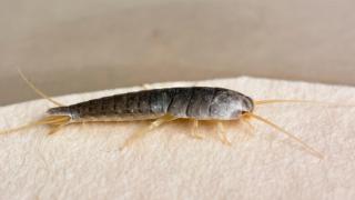 (P) Insecticid peștișorul de argint - cum elimini eficient infestarea din locuință